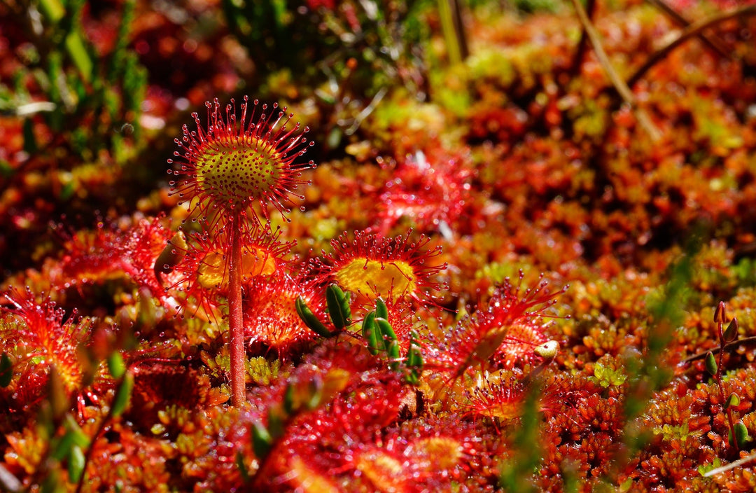 Vleesetende planten verzorgen: de fascinerende wereld van carnivoren in jouw huis