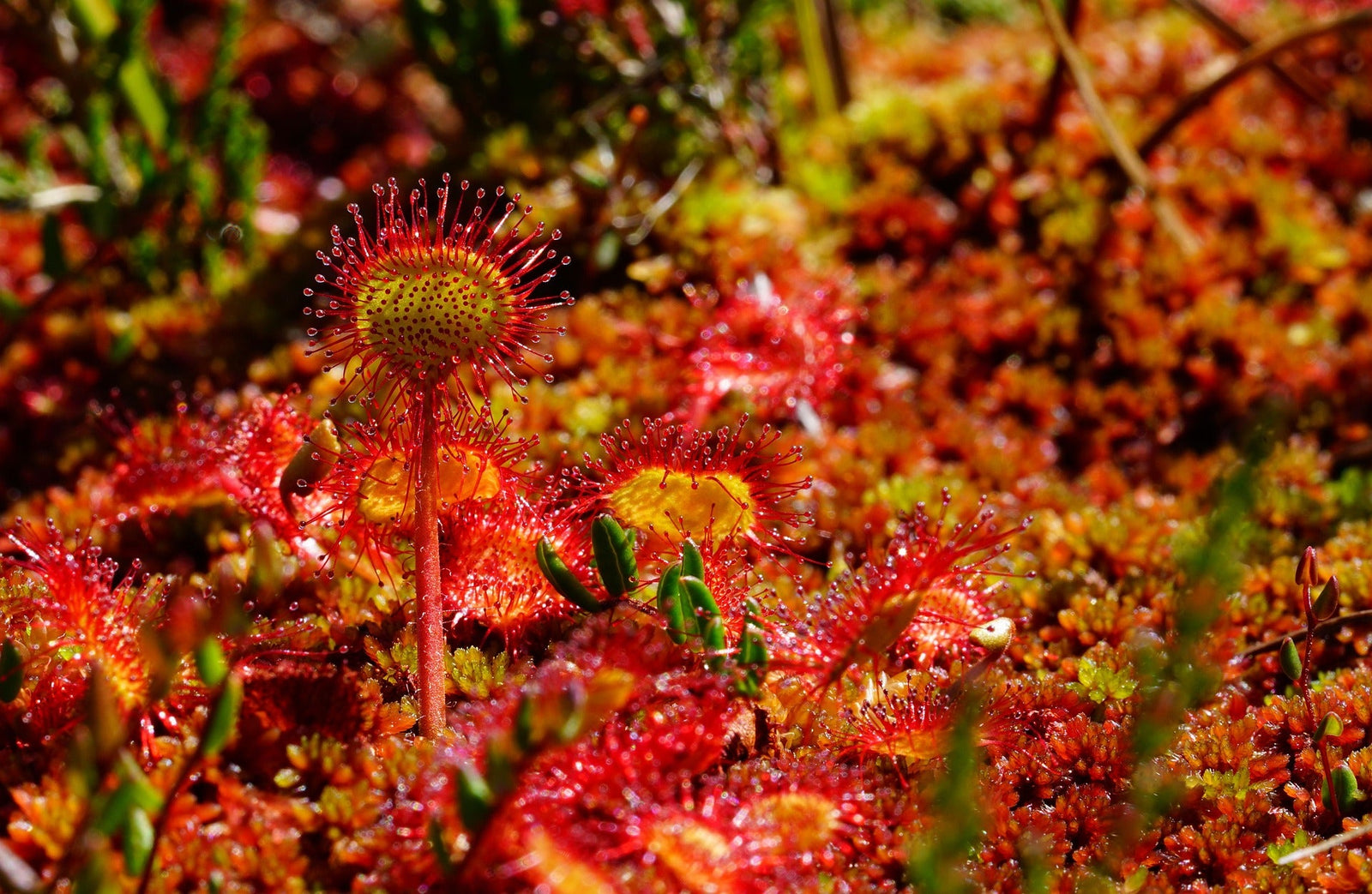 Vleesetende planten verzorgen: de fascinerende wereld van carnivoren in jouw huis