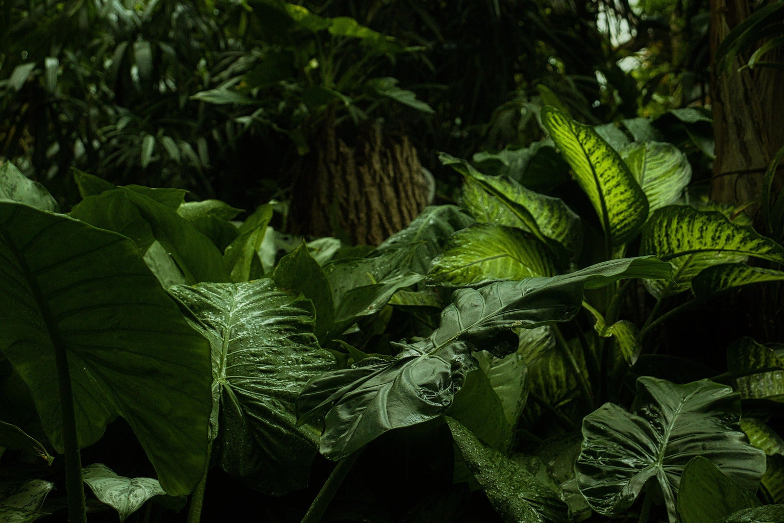 Urban jungle in huis: zo creëer je een weelderig groen interieur met tropische kamerplanten