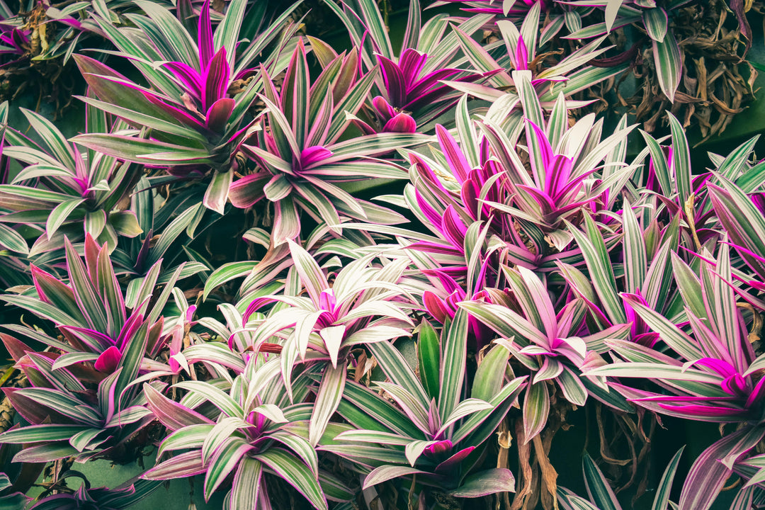 Winterharde exotische planten: zo tover je je tuin om tot een tropische oase
