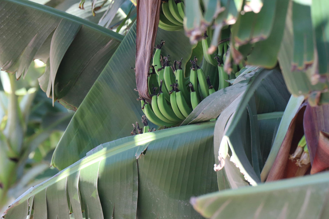 Bananenplant verzorgen: zo creëer je een weelderig stukje tropen in je interieur