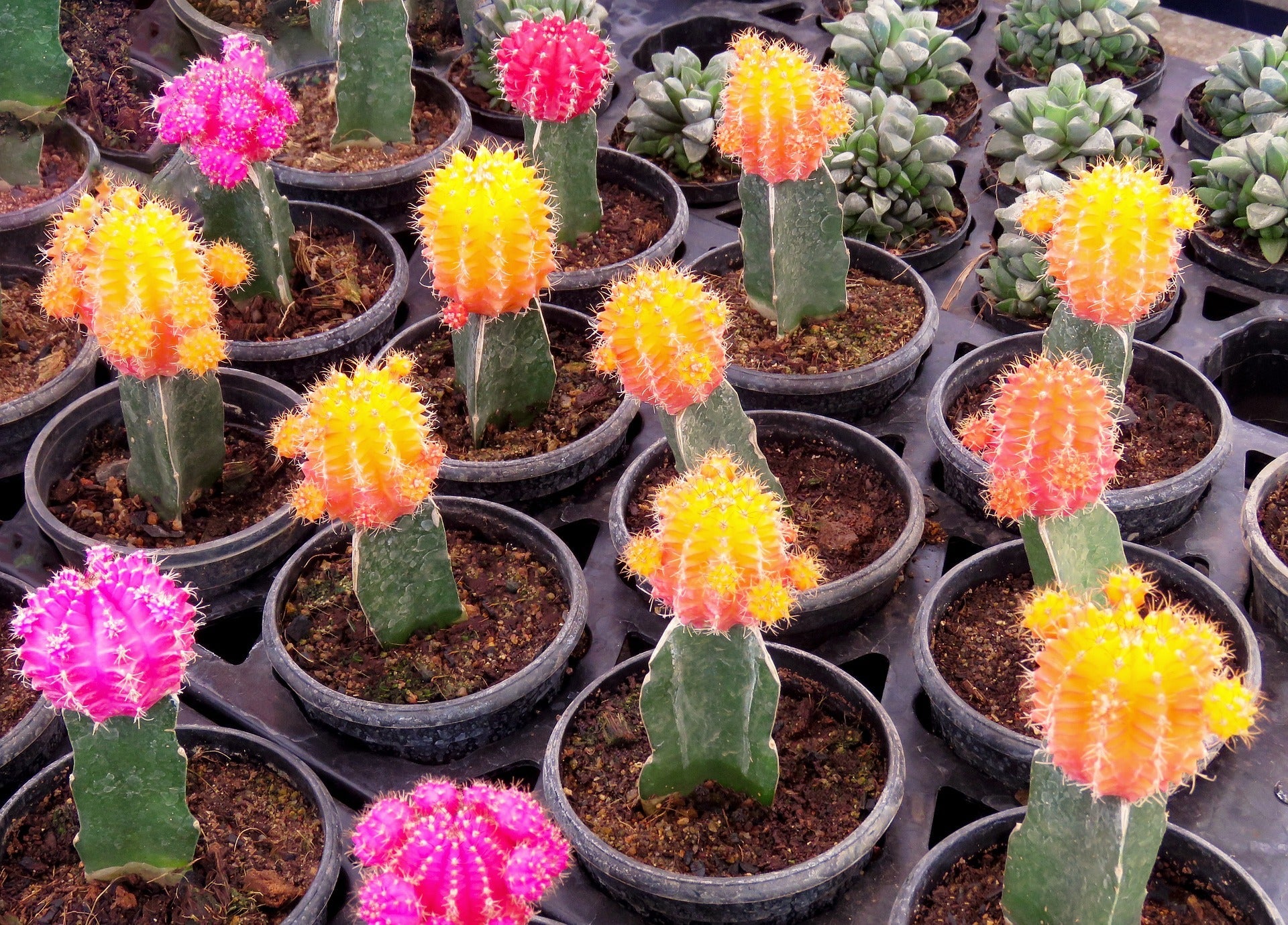Cactus zaden jungleflora