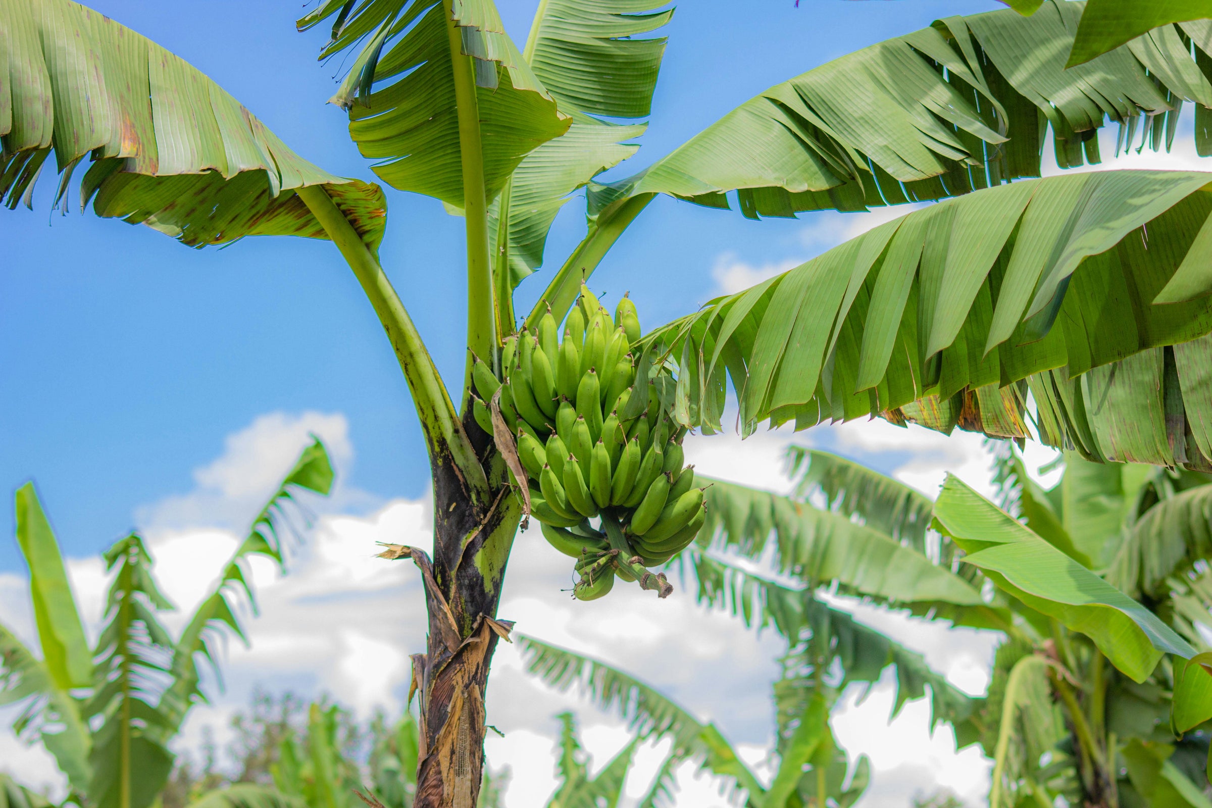 Banaanzaden kopen tropische bananenplant kweken Jungle Flora