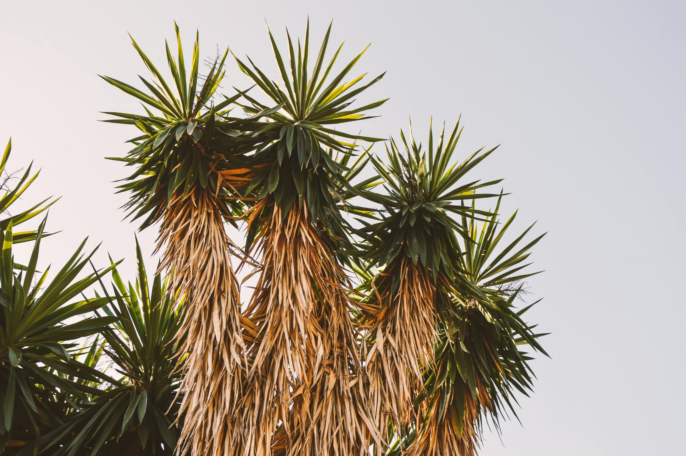 Yuccazaden collectie jungleflor