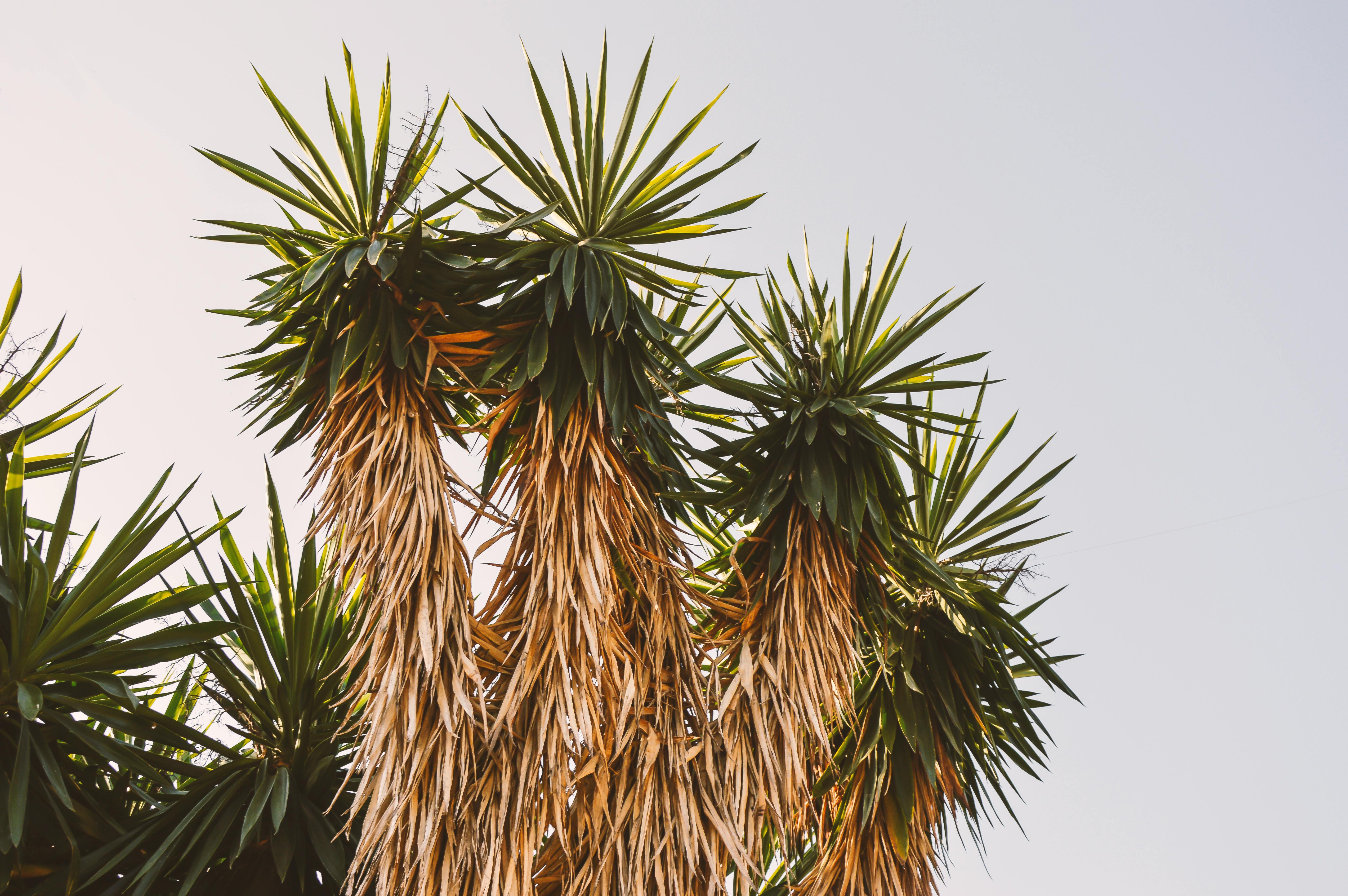 Yuccazaden collectie jungleflor