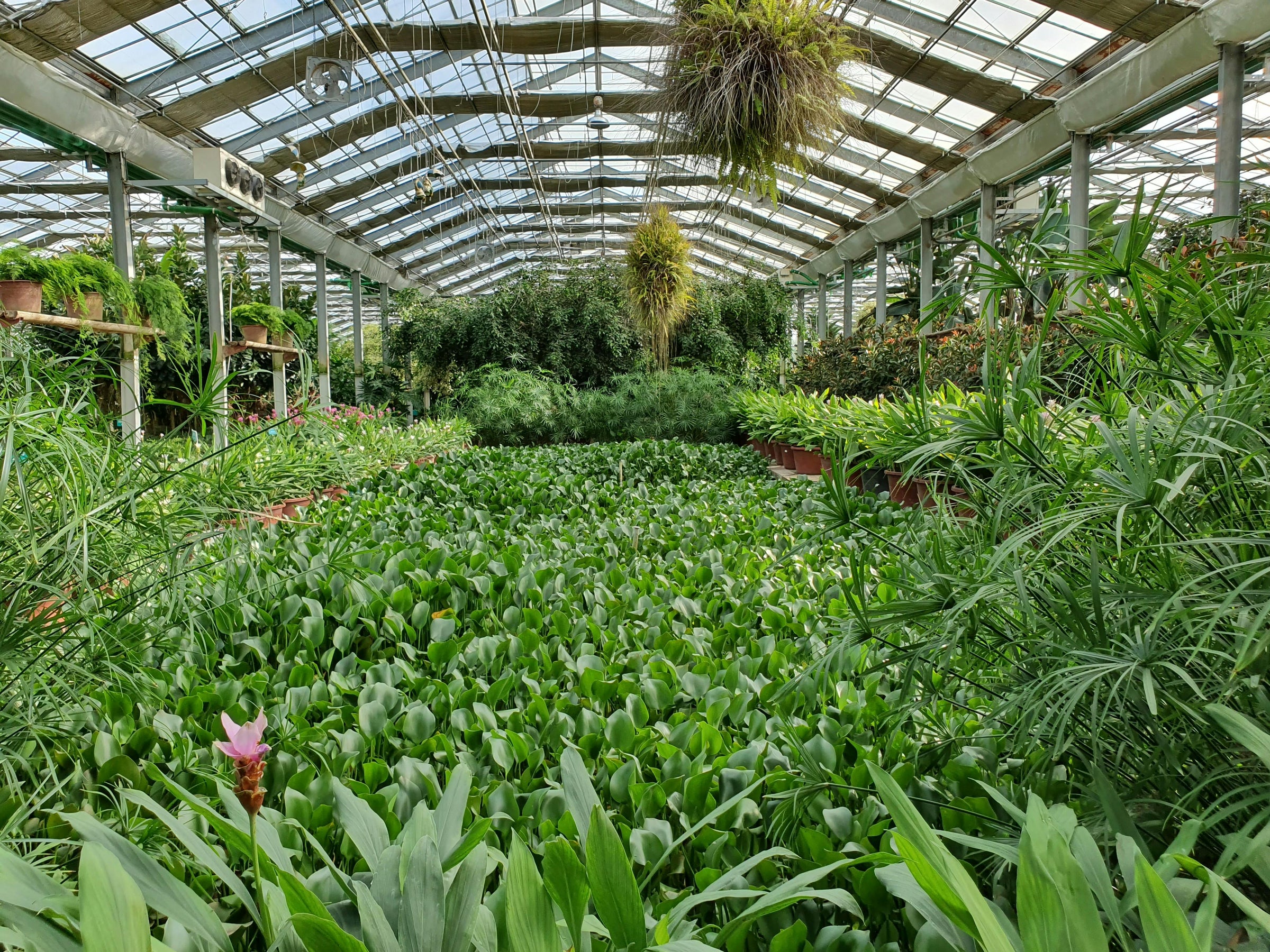 Tropische zaden bundels en sets Jungle Flora