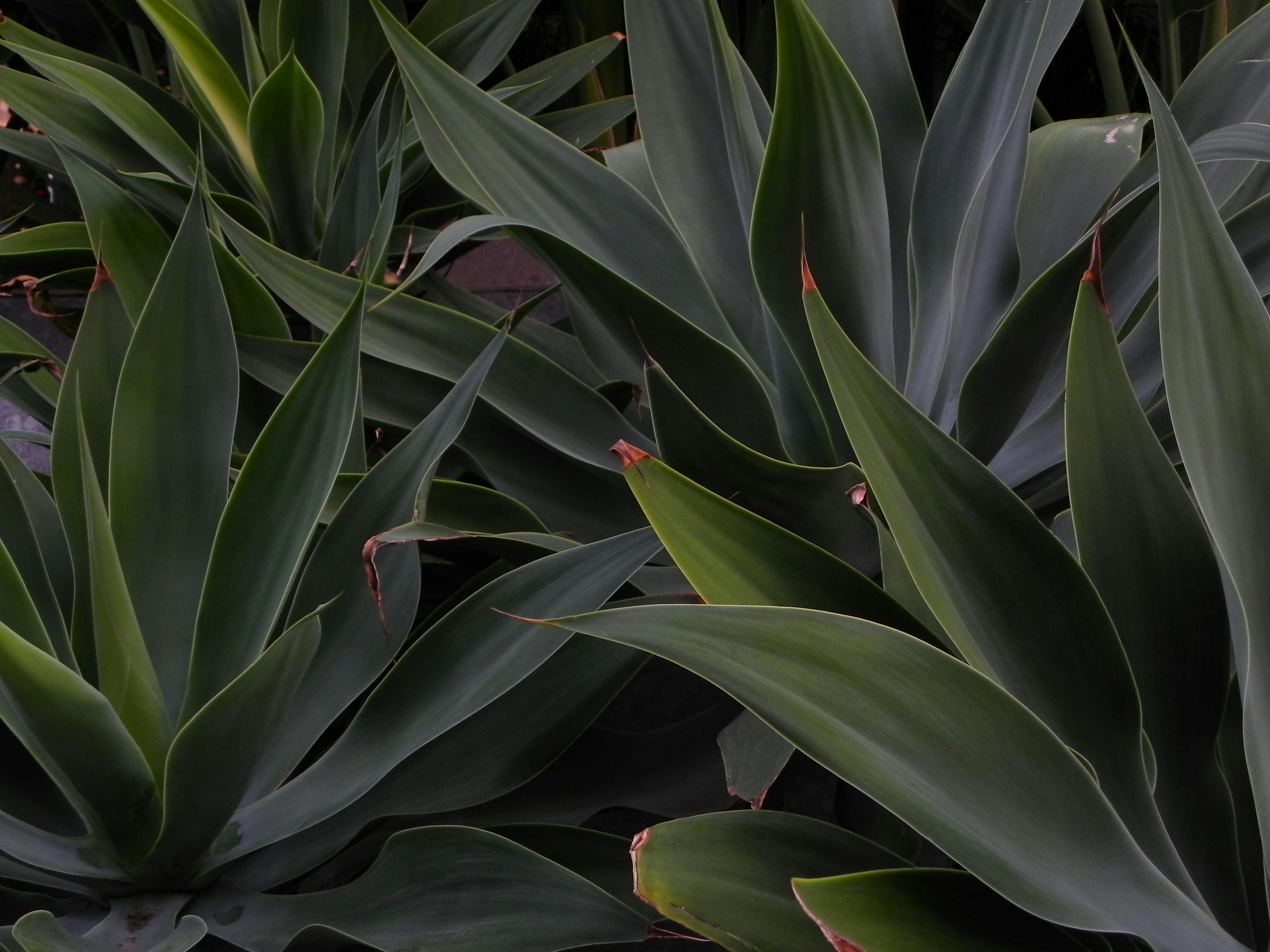Agave zaden Jungleflora 