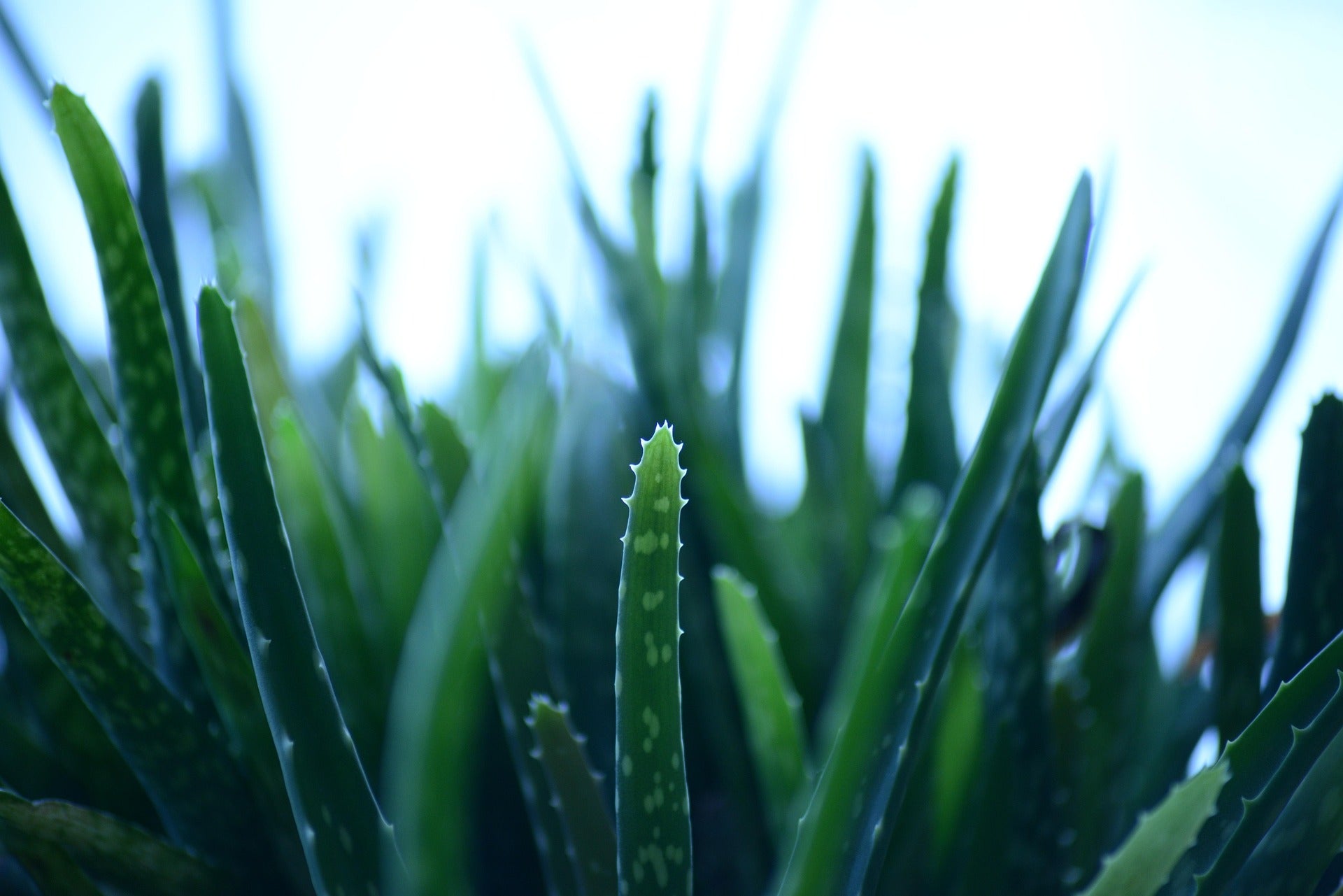 aloe zaden jungleflora