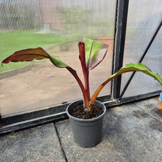Ensete ventricosum &