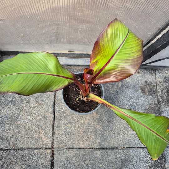 Ensete ventricosum &