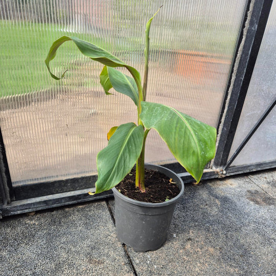 Musa sikkimensis – Darjeeling Bananenplant (Zeldzaam)