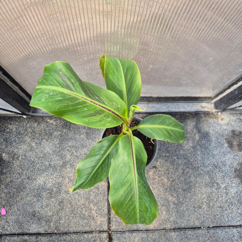 Musa sikkimensis – Darjeeling Bananenplant (Zeldzaam)