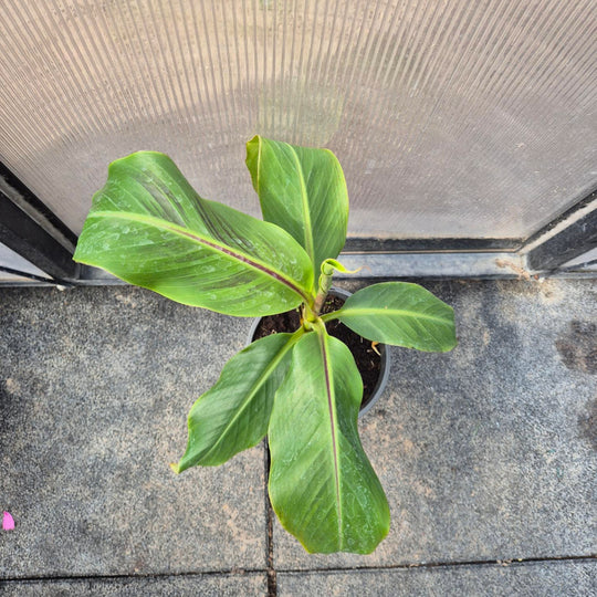 Musa sikkimensis – Darjeeling Bananenplant (Zeldzaam)