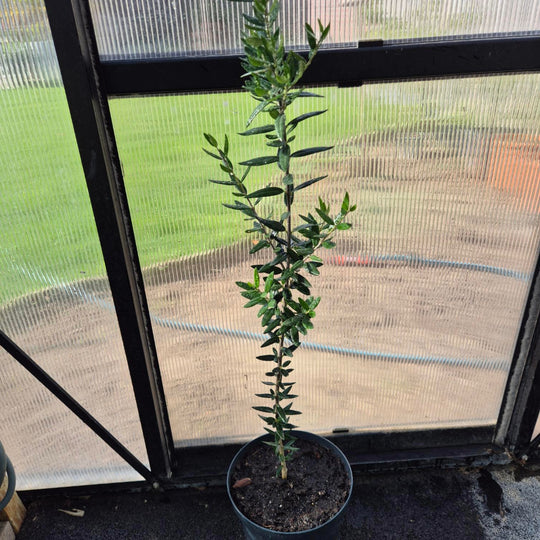 Olea europaea – Olijfboom (Mediterraan)