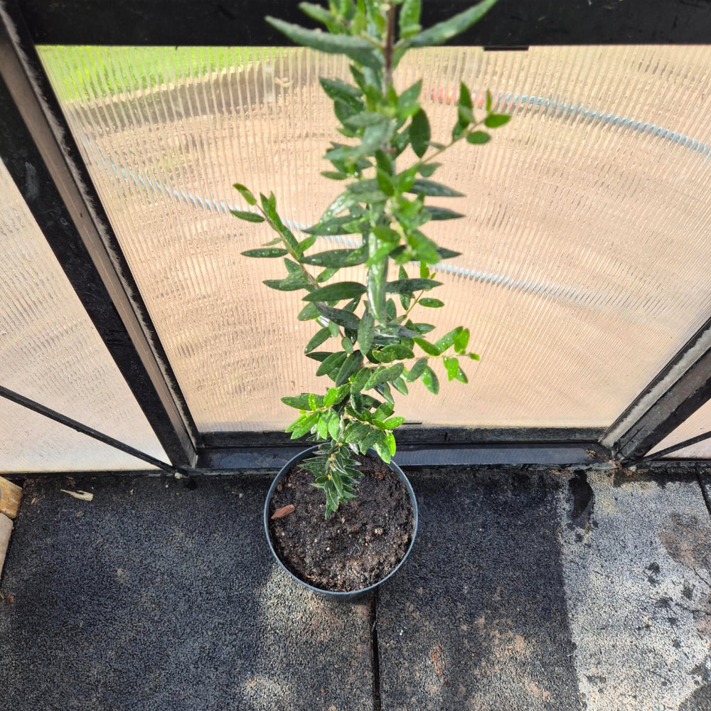 Olea europaea – Olijfboom (Mediterraan)