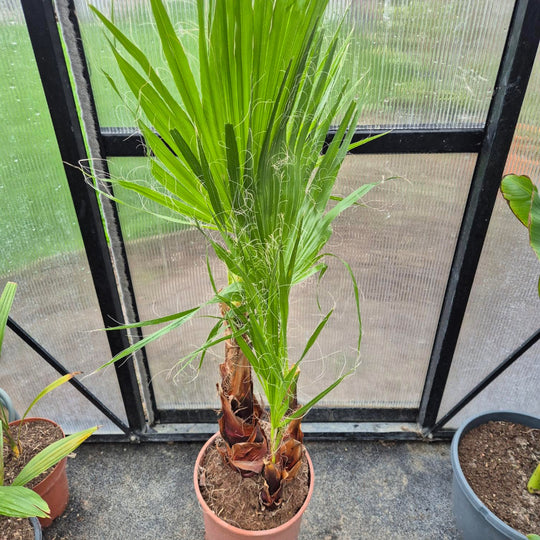 Washingtonia robusta – Mexicaanse Waaierpalm (80–100 cm)