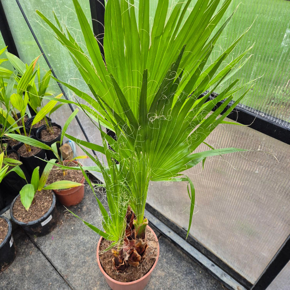 Washingtonia robusta – Mexicaanse Waaierpalm (80–100 cm)