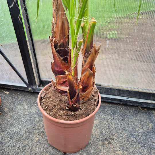 Washingtonia robusta – Mexicaanse Waaierpalm (80–100 cm)