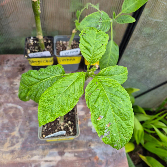 Brugmansia – Engelentrompet Stek (Keuze uit 4 Cultivars)