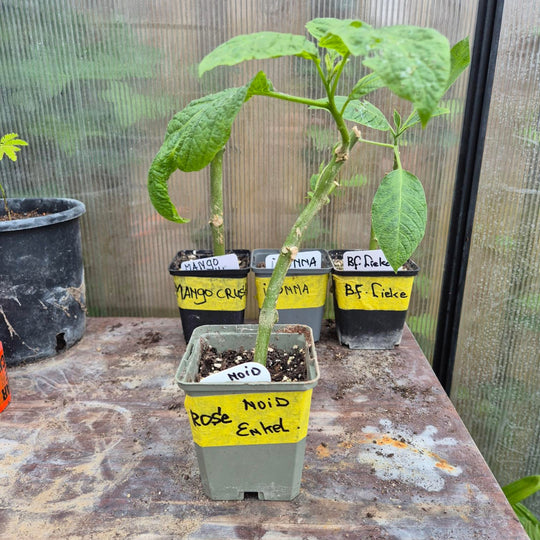Brugmansia – Engelentrompet Stek (Keuze uit 4 Cultivars)