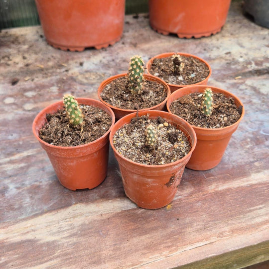 Opuntia basilaris – Beverstaartcactus Zaailing