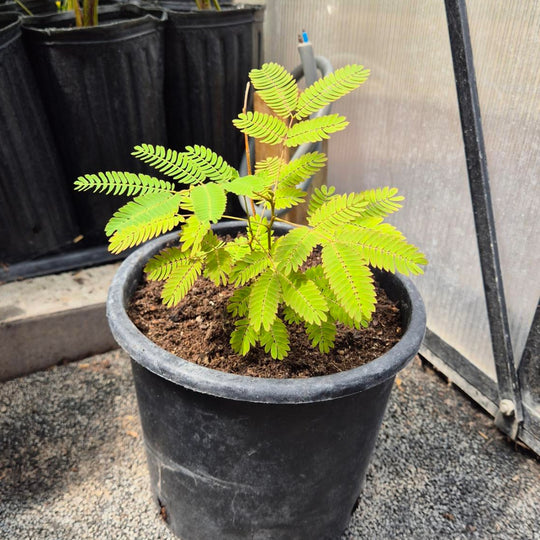 Albizia julibrissin – Perzische Slaapboom Zaailing