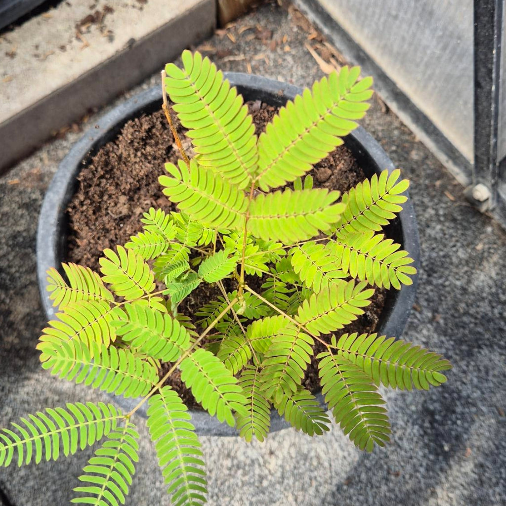 Albizia julibrissin – Perzische Slaapboom Zaailing
