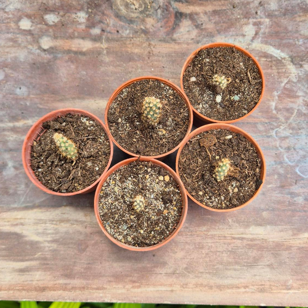 Opuntia basilaris – Beverstaartcactus Zaailing