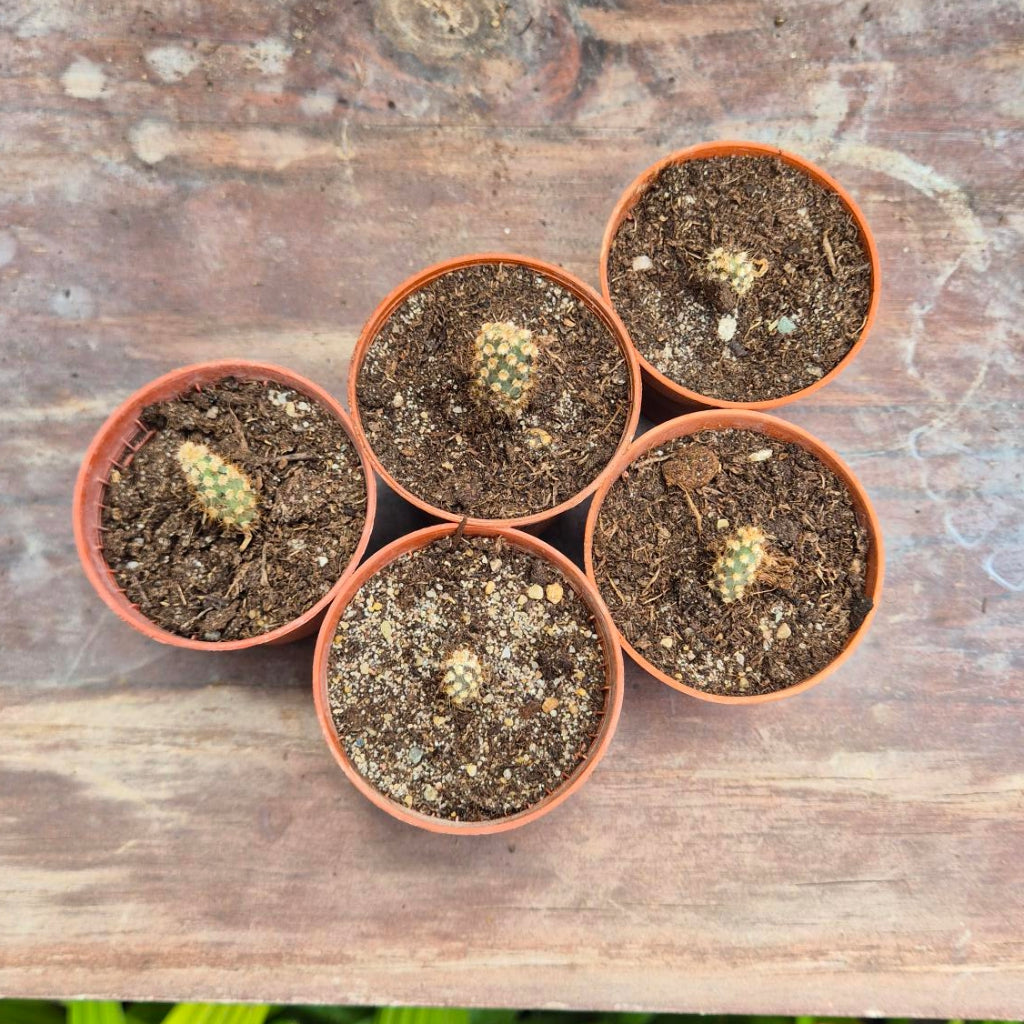 Opuntia basilaris – Beverstaartcactus Zaailing