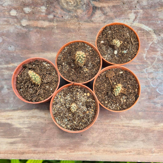 Opuntia basilaris – Beverstaartcactus Zaailing