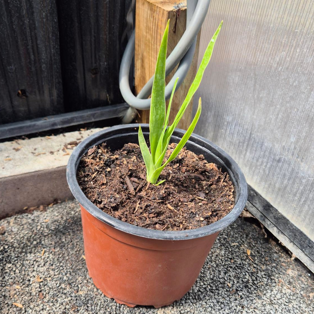 Dracaena draco – Drakenbloedboom Zaailing