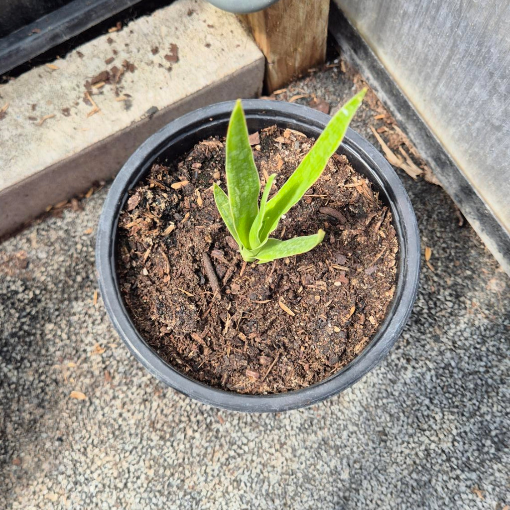 Dracaena draco – Drakenbloedboom Zaailing