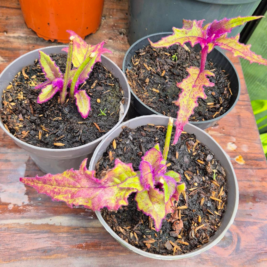 Gynura aurantiaca – Fluweelplant Stek