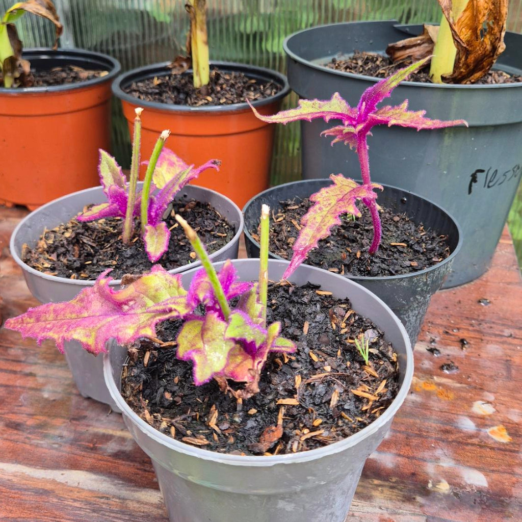 Gynura aurantiaca – Fluweelplant Stek