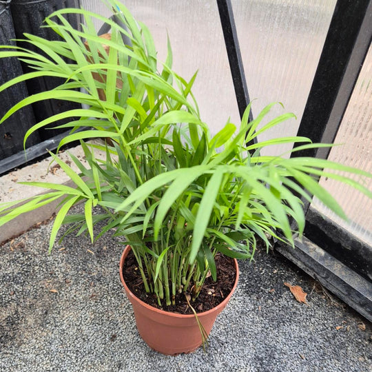 Bergpalm Plant — Chamaedorea Elegans