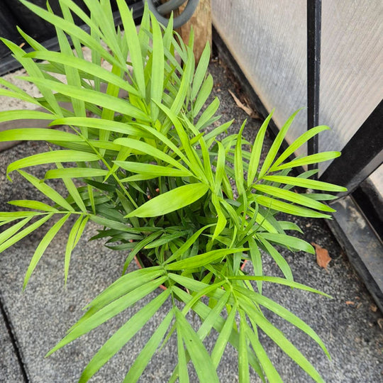Bergpalm Plant — Chamaedorea Elegans