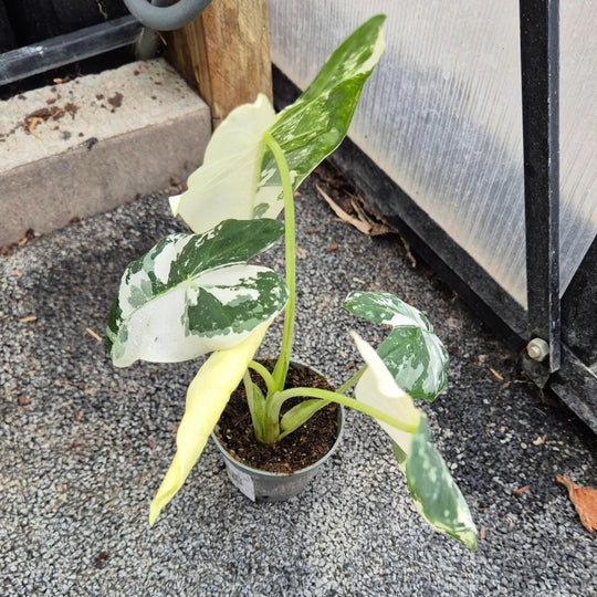 Alocasia Variegata — Uniek Exemplaar