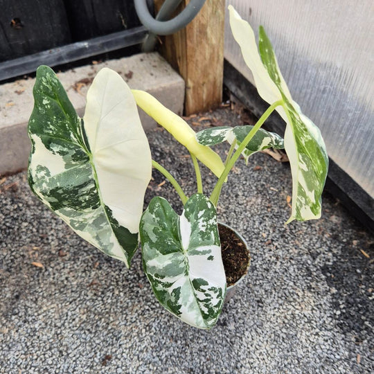 Alocasia Variegata — Uniek Exemplaar