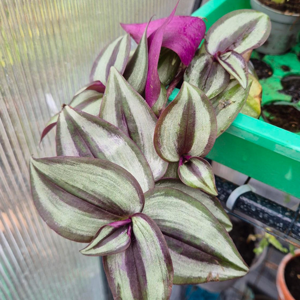 Zebraplant — Tradescantia Zebrina