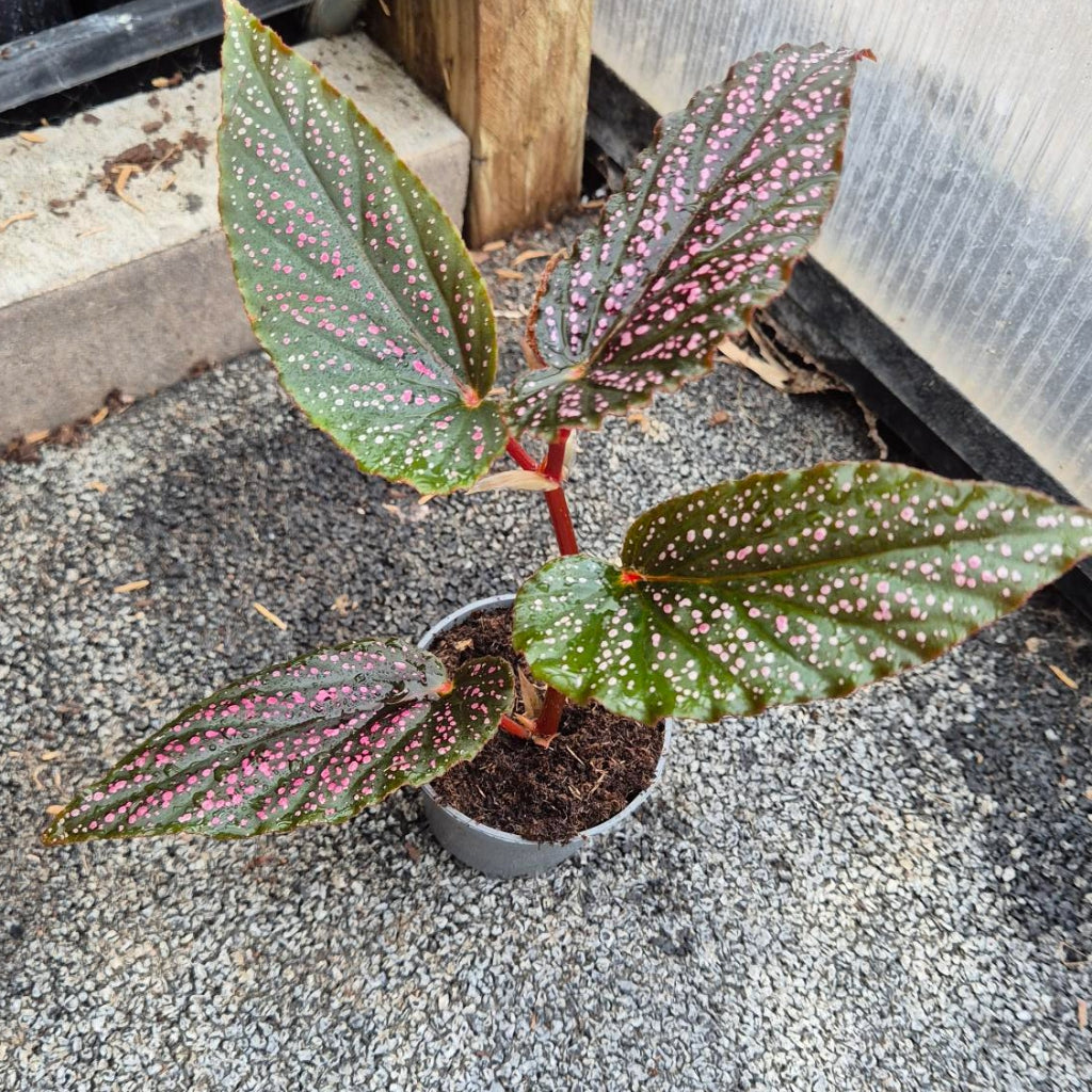Stippenbegonia Plant — Begonia Maculata