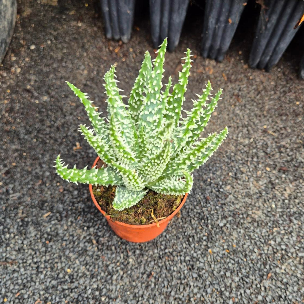 Aloë Humilis — Egeltjes Aloë
