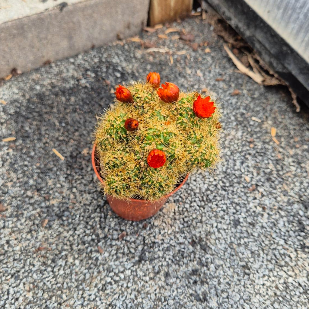 Rebutia Cactus — Bloeiend, Oranjerood