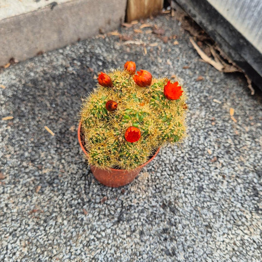 Rebutia Cactus — Bloeiend, Oranjerood