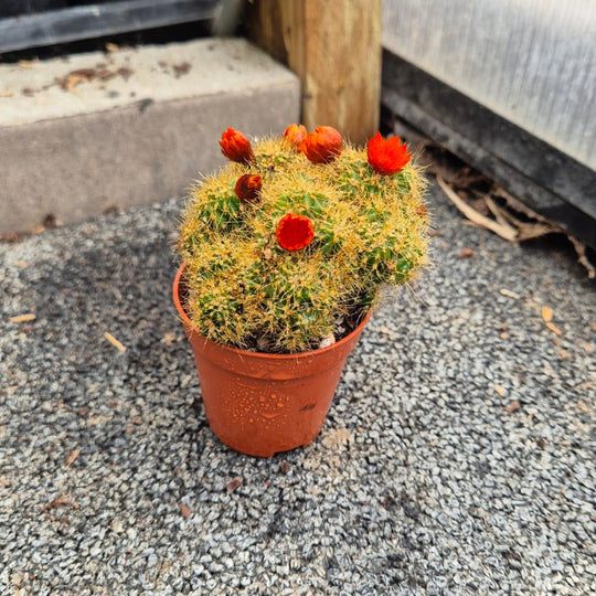 Rebutia Cactus — Bloeiend, Oranjerood