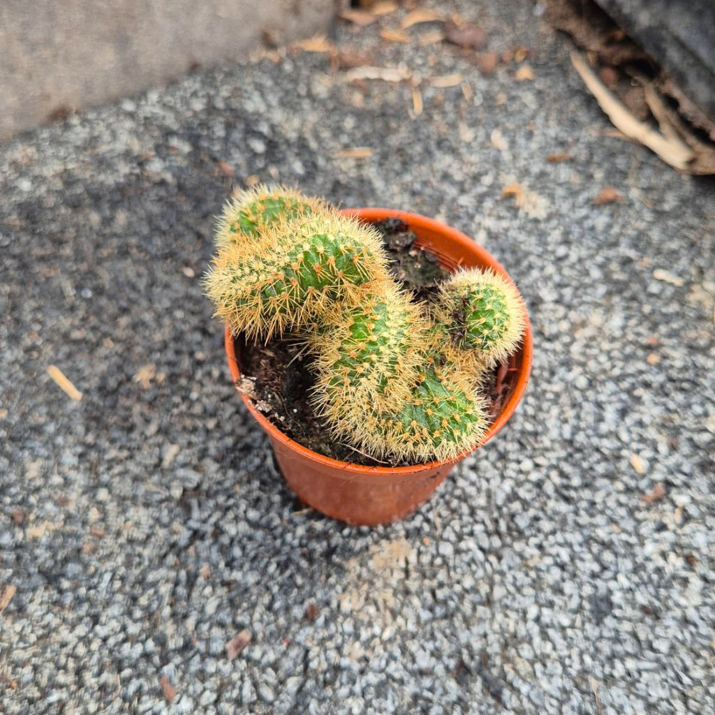 Goudlacecactus — Mammillaria Elongata