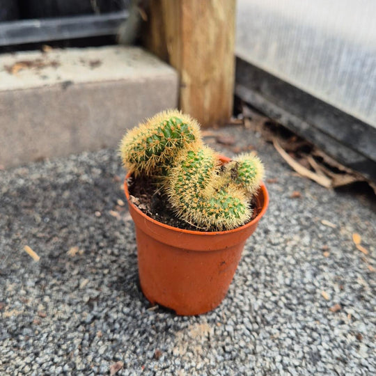 Goudlacecactus — Mammillaria Elongata