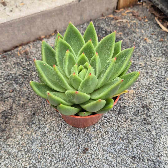 Echeveria Agavoides — Groene Rozet met Rode Punten