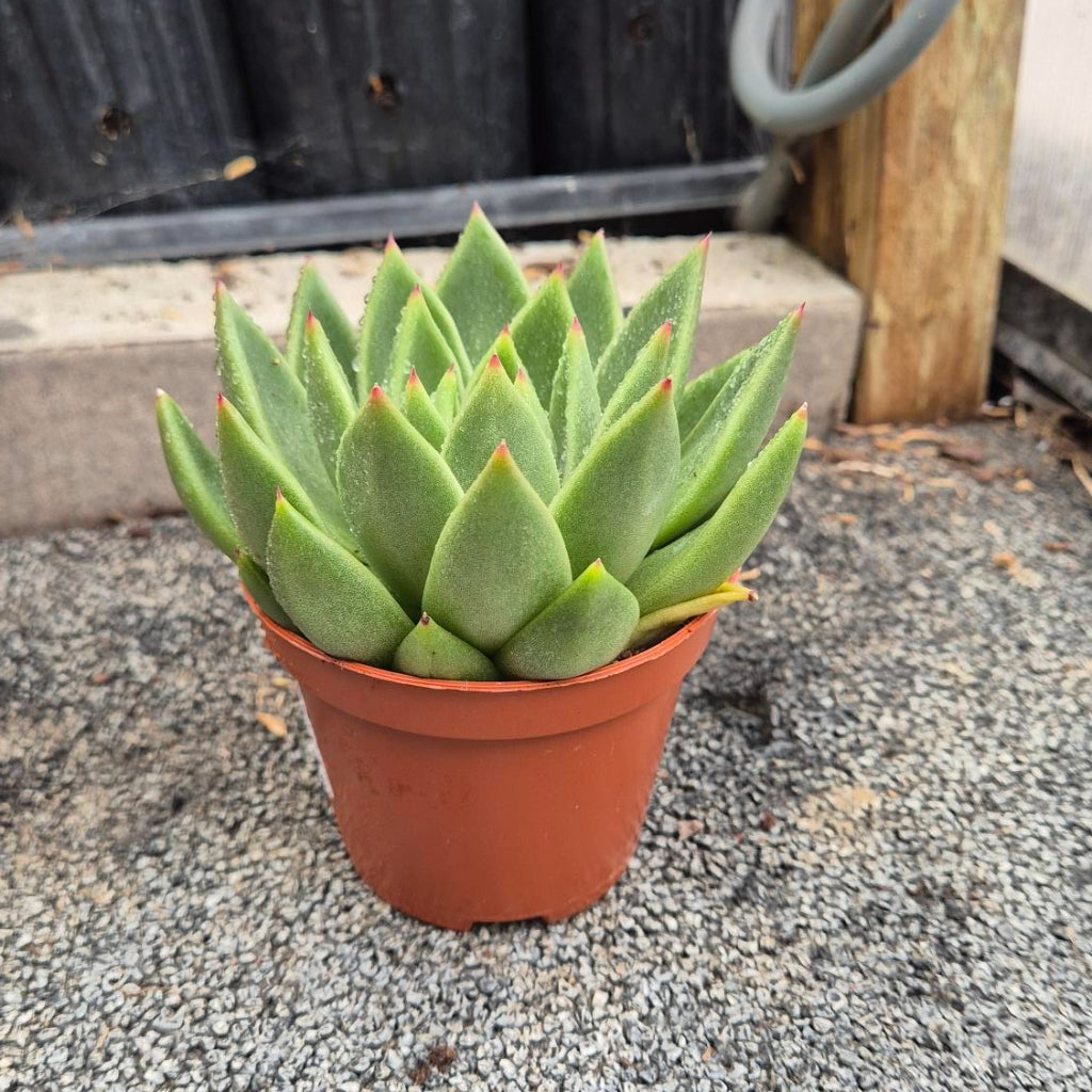 Echeveria Agavoides — Groene Rozet met Rode Punten