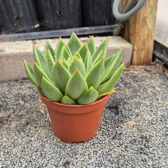 Echeveria Agavoides — Groene Rozet met Rode Punten