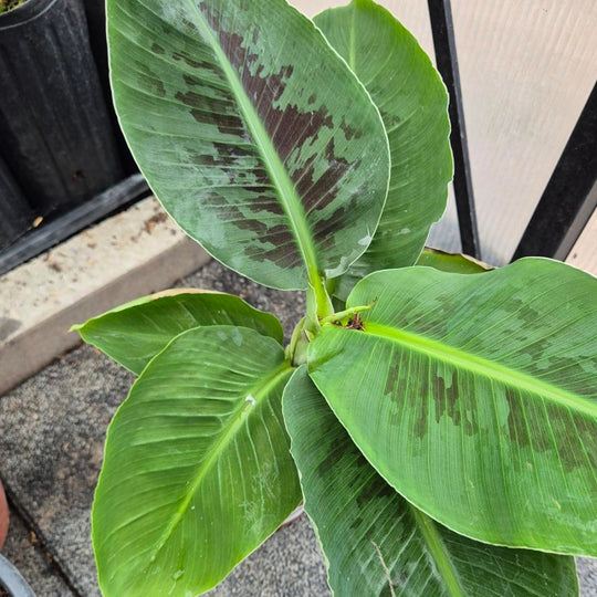Sierbanaan Plant — Musa Tropicana